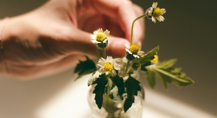 Máltai Manufaktúra - Gyulaji növénytartósító üzem